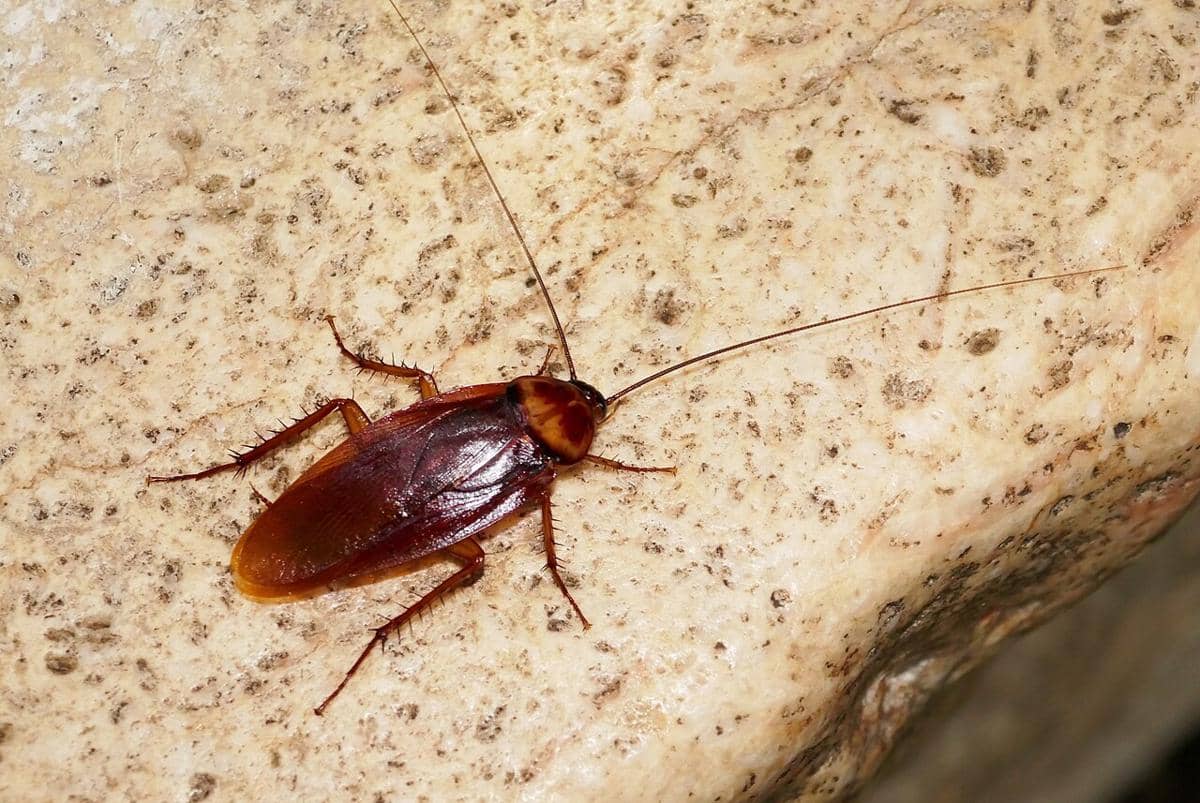 kecoak