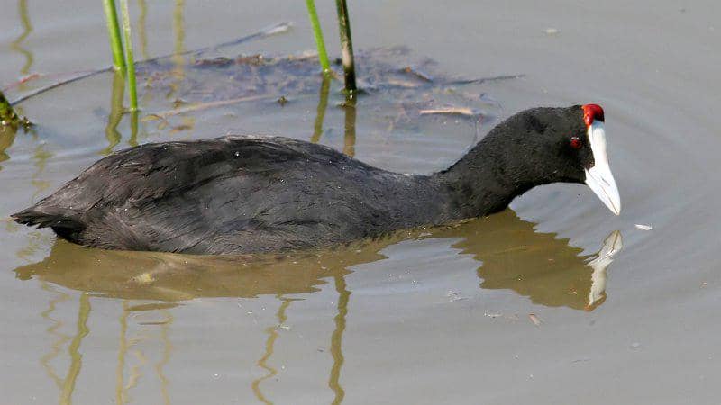 Burung Fulica cristata