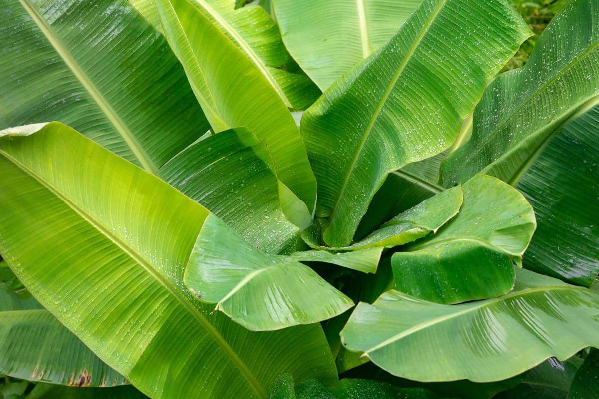 ilustrasi daun pisang