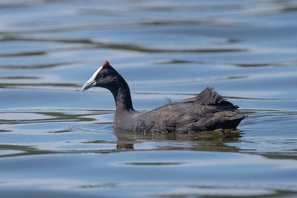Burung Fulica cristata