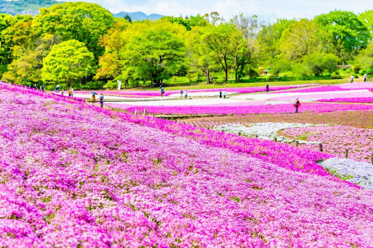 Hitsujiyama Park, Chichibu, Prefektur Saitama