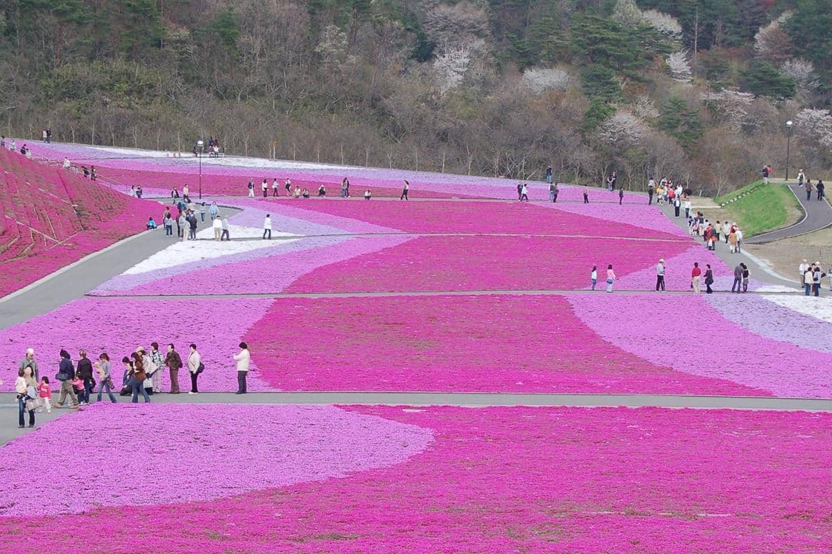 Ichikai-machi Shibazakura Park, Ichikai