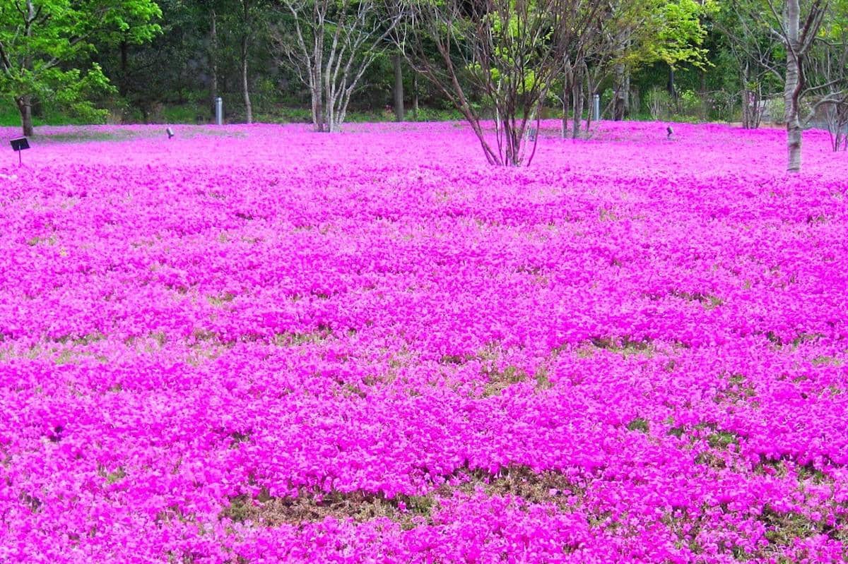 ilustrasi hamparan bunga shibazakura