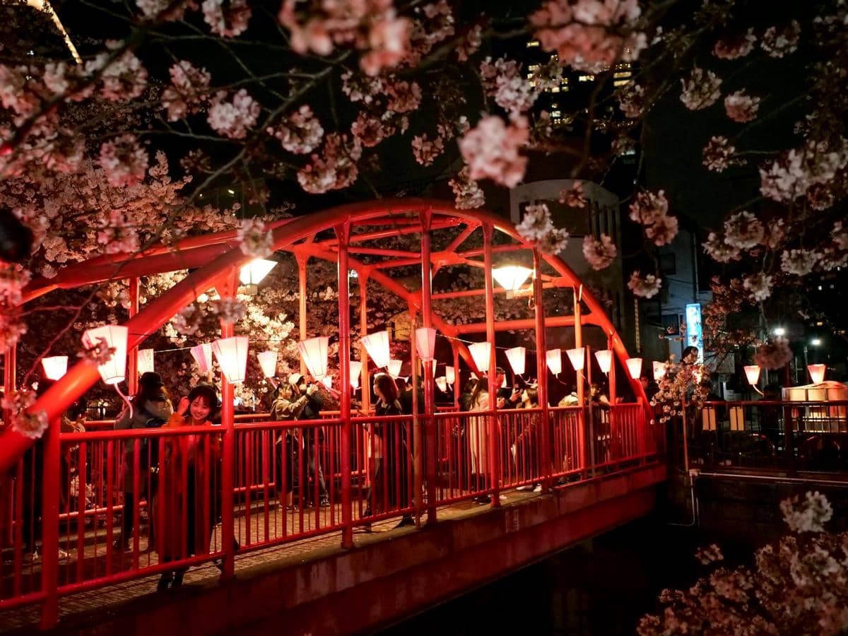 ilustrasi hanami saat malam hari 