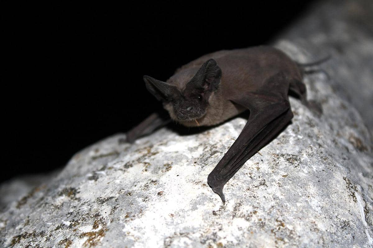 mexican free-tailed bat