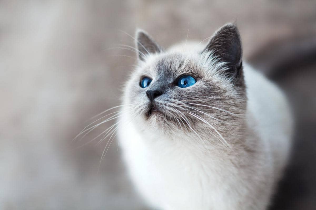 [QUIZ] Inisial Nama Ini Cocok Banget Sama Kamu yang Suka Kucing
