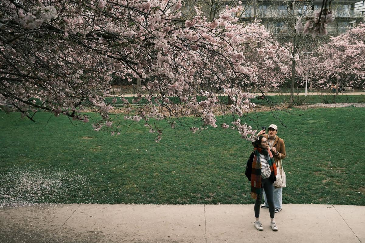 ilustrasi berjalan santai saat Hanami 