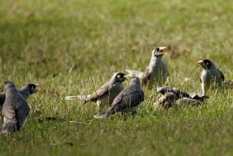 Sekelompok noisy miner merundung seekor merpati.