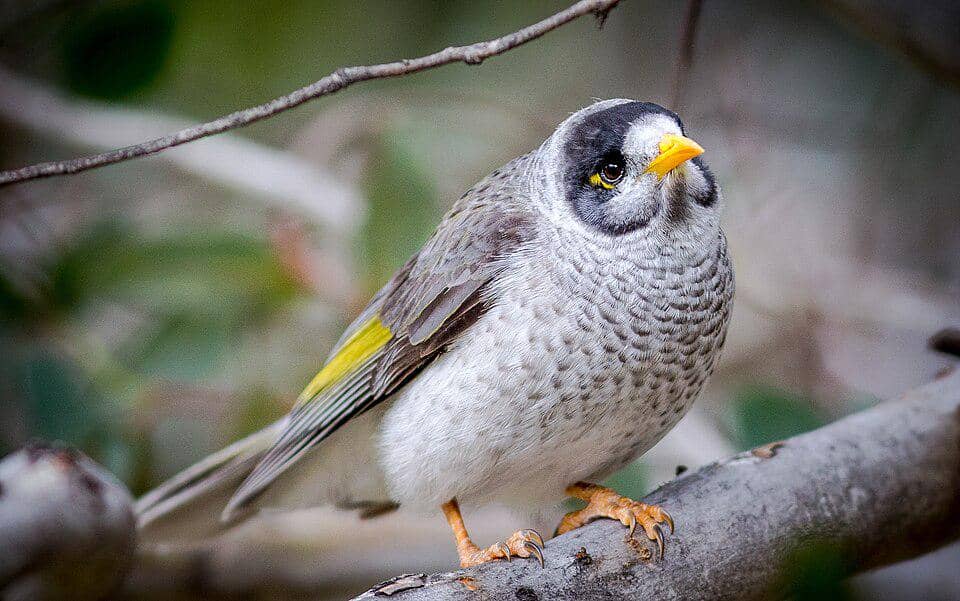 tampak sekujur tubuh noisy miner