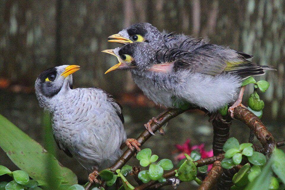 Noisy miner minta makan ke induk.