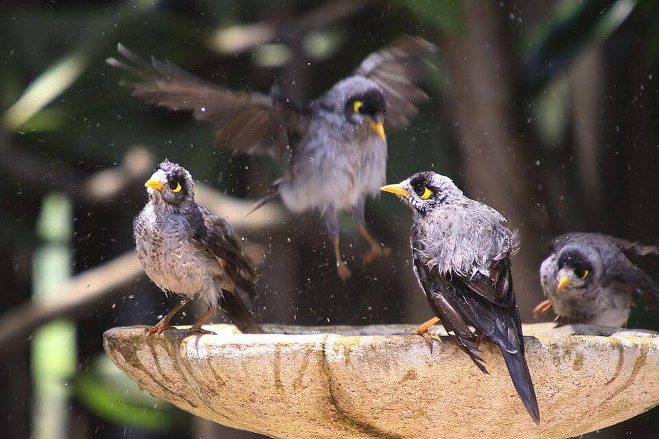 Sekelompok noisy miner mandi bersama.
