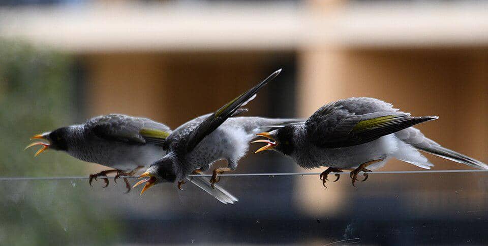 Sekelompok noisy miner bersikap agresif.