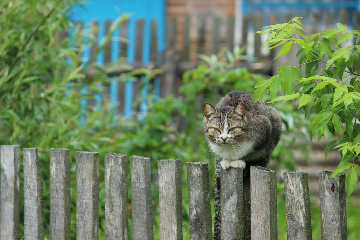 Kucing Belang Menyeimbangkan Diri Di Atas Pagar Kayu
