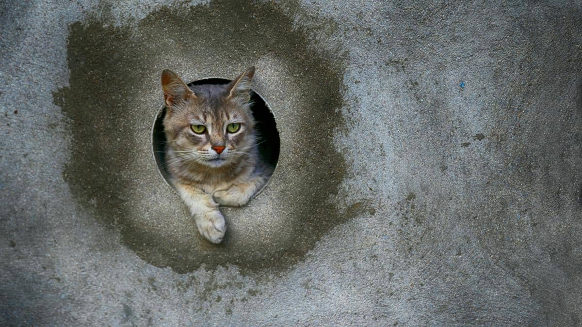 6 Alasan Kucing Bisa Melewati Lubang Kecil, Apakah Kucing Benda Cair?