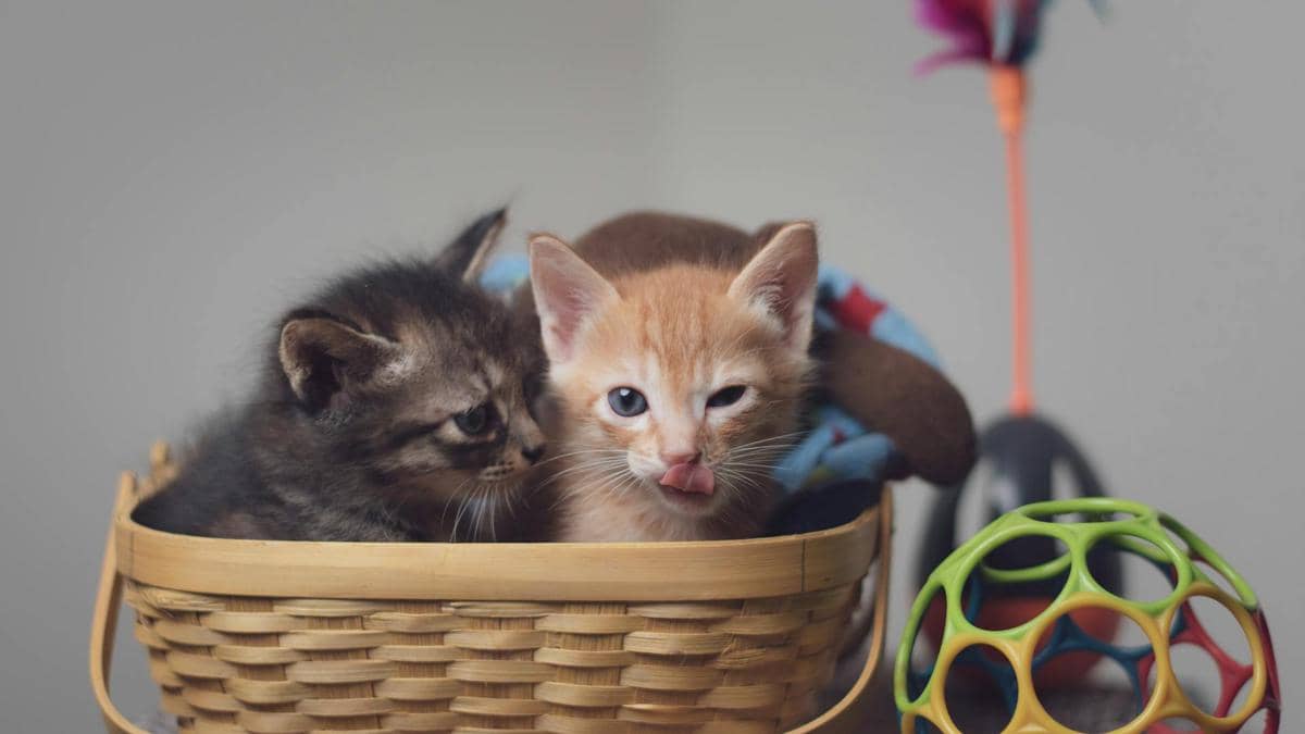 5 Tips Membantu Kucing Cepat Beradaptasi di Lingkungan Baru