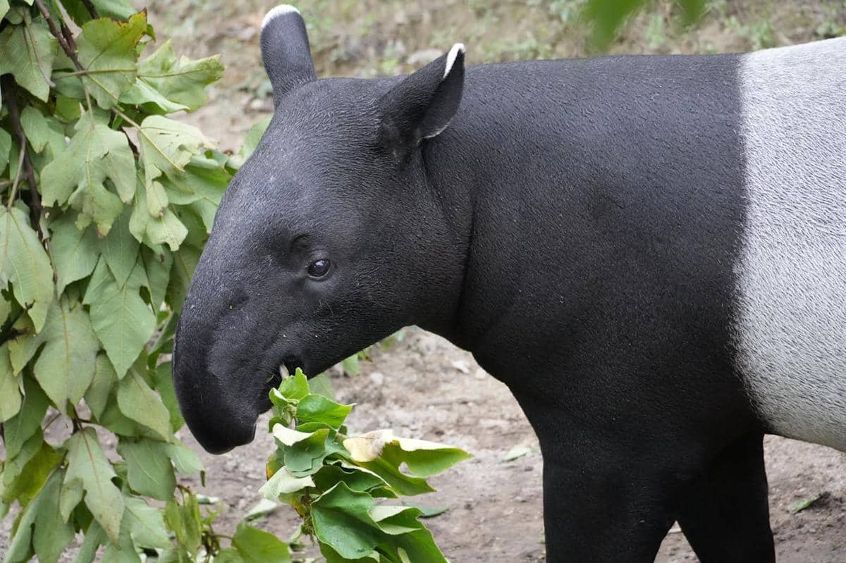 27 April Memperingati Hari Apa? Ada Hari Tapir Sedunia!