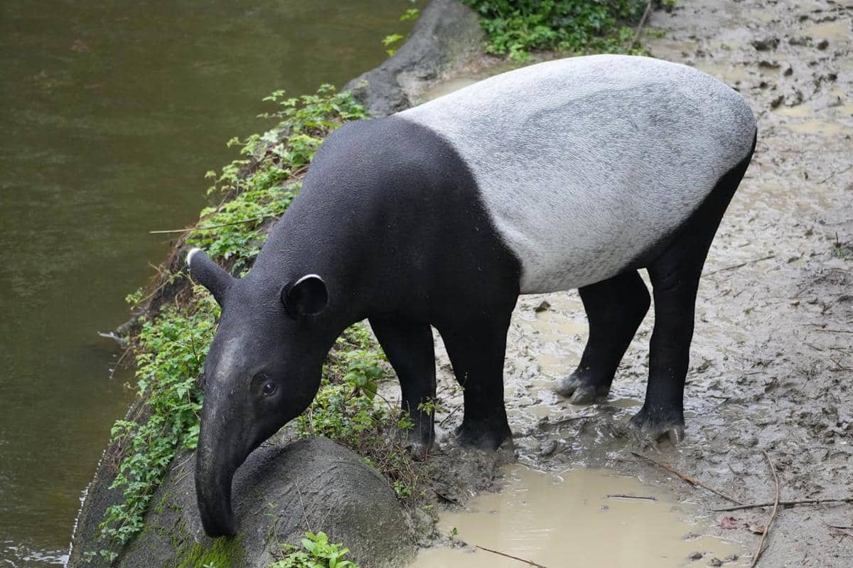 Ilustrasi hewan tapir 
