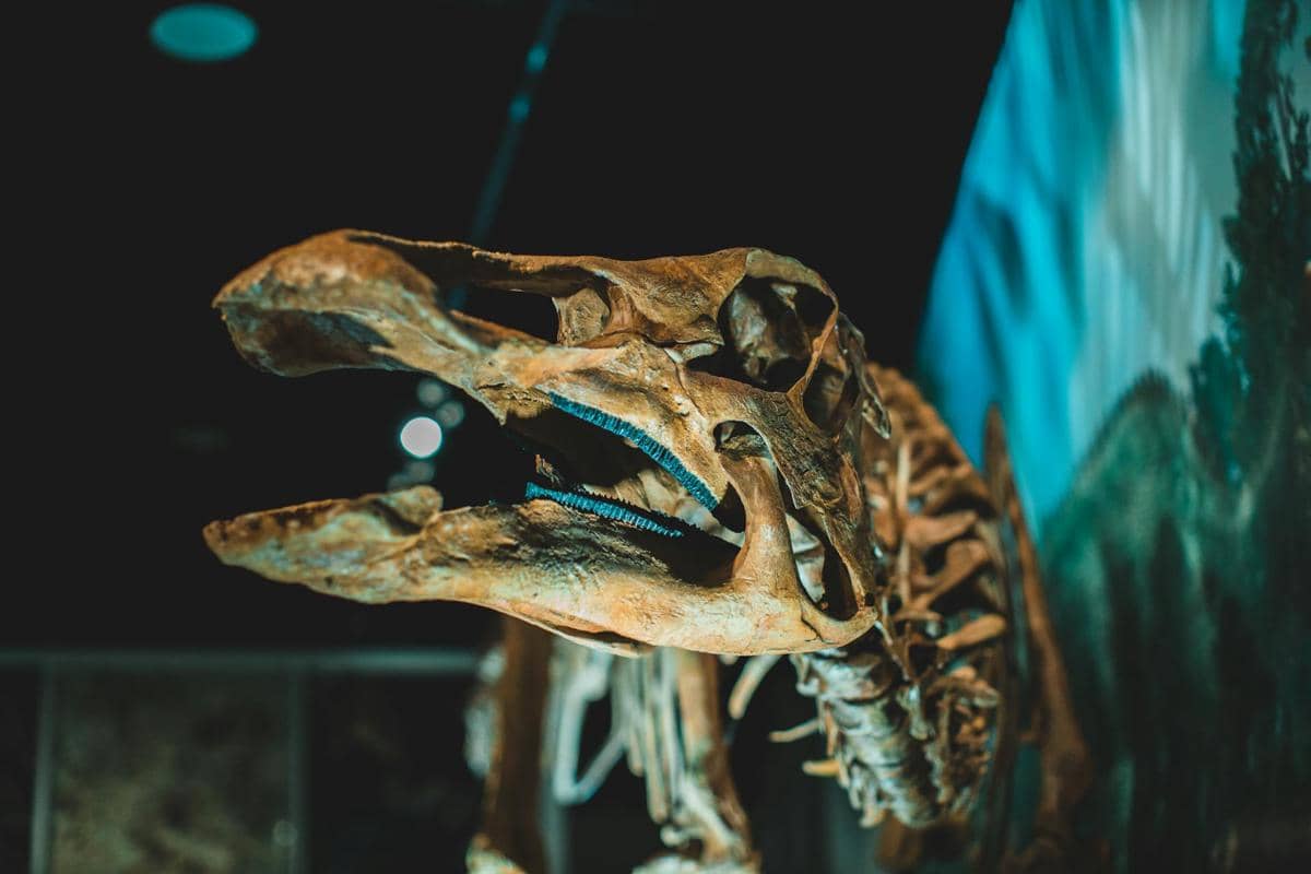 10 Nama Dinosaurus yang Populer dan Ciri-Cirinya