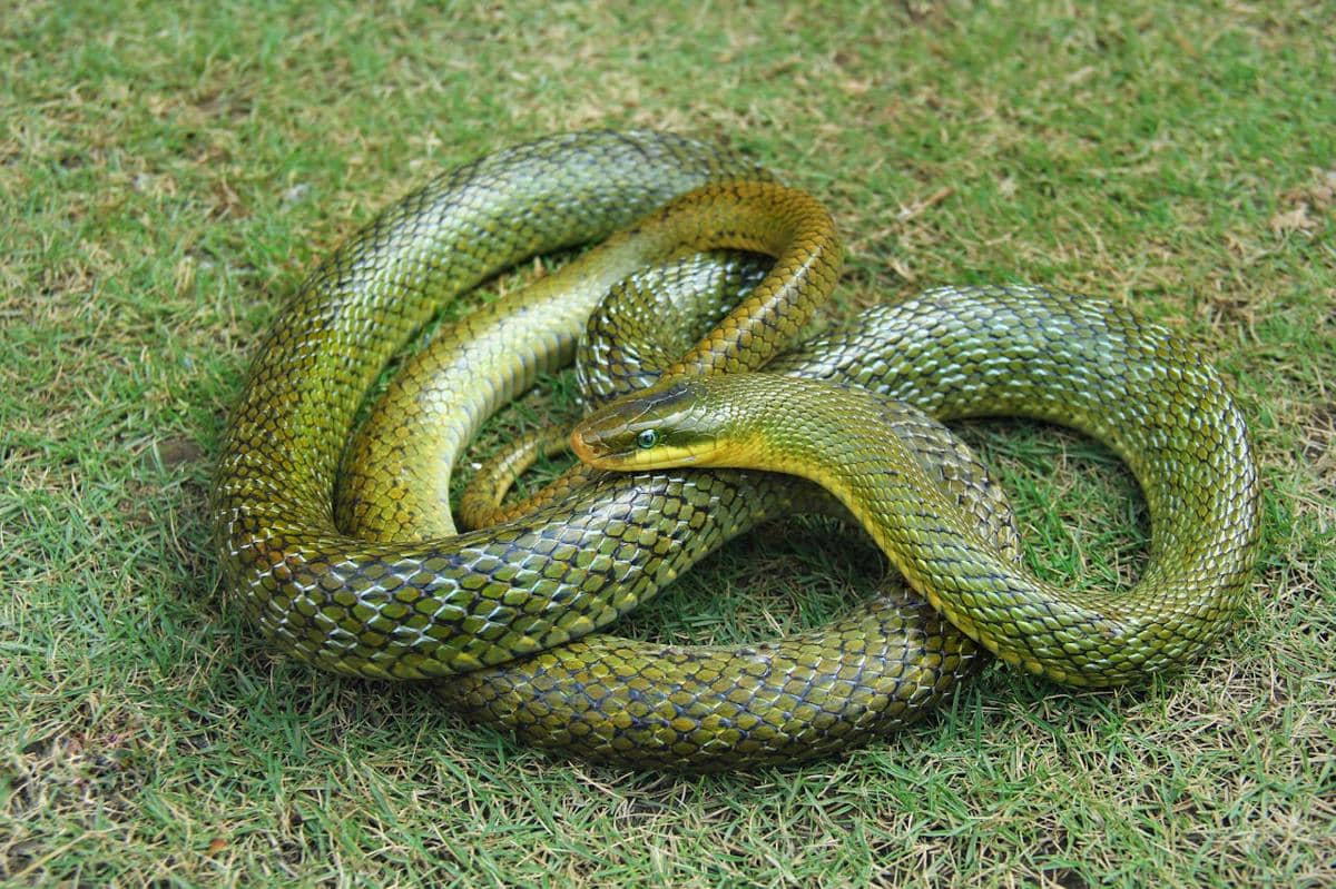 5 Celah di Rumah yang Rawan Menjadi Tempat Masuk Ular