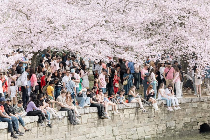 ilustrasi wisatawan yang melihat bunga sakura
