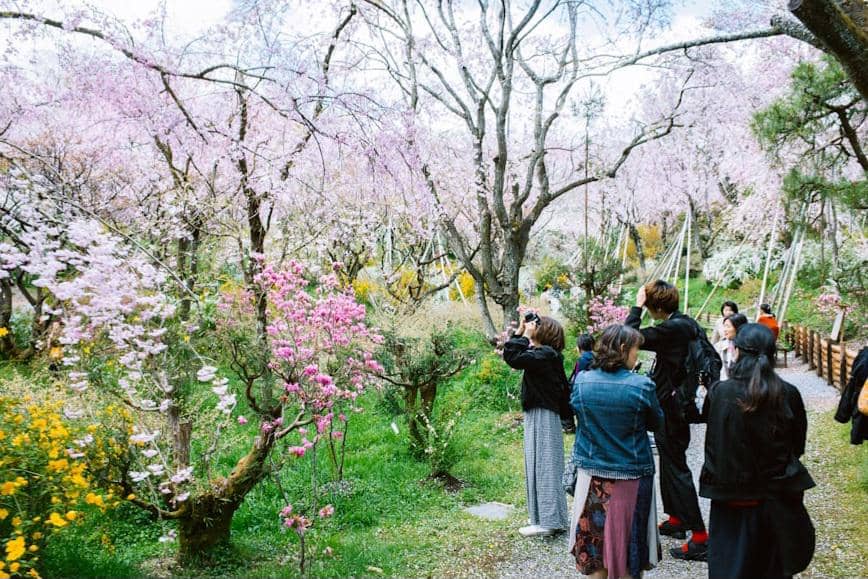 Wisatawan Panjat Pohon Bunga Sakura hingga Tumbang demi Foto Estetik di Shanghai