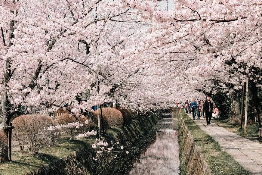 ilustrasi wisatawan yang melihat bunga sakura