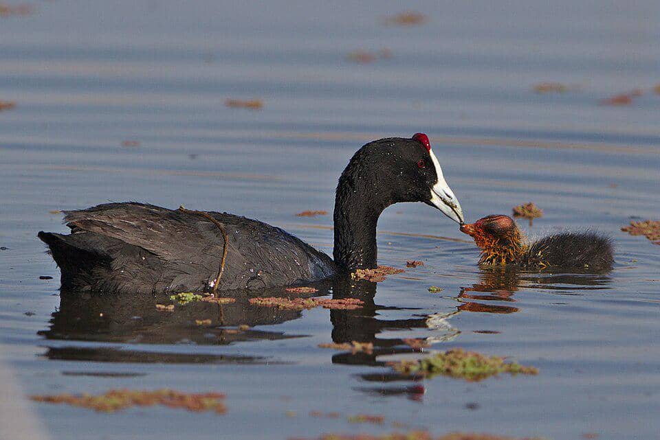 Burung Fulica cristata