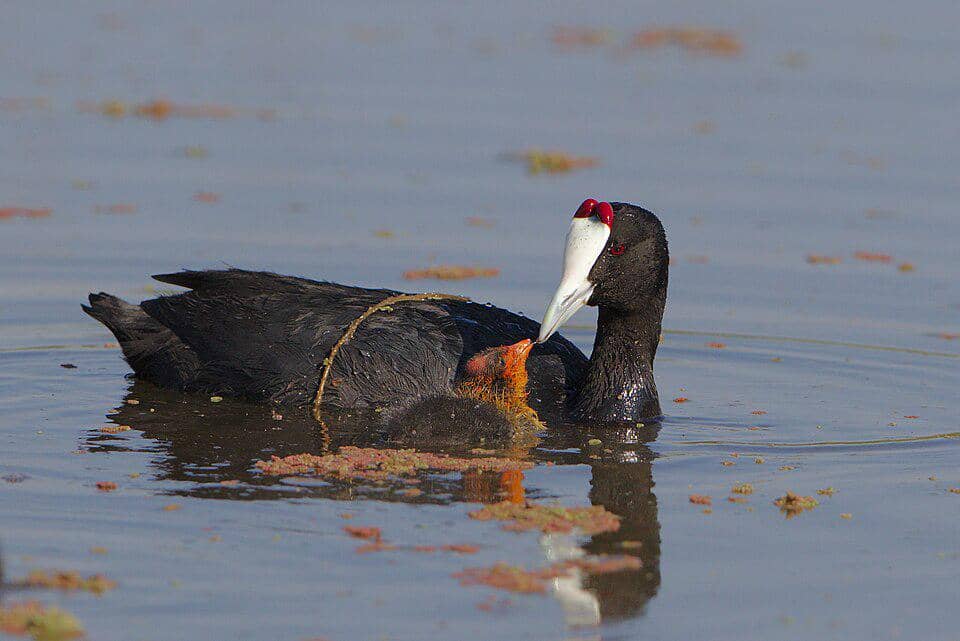 5 Fakta Red Knobbed Coot, si Burung Air dengan Dua Knob Merah Ikonik