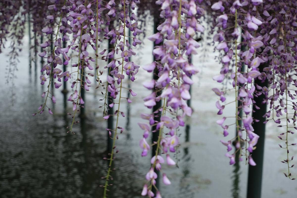 5 Taman Wisteria Tercantik di Jepang, Destinasi Impian saat Musim Semi