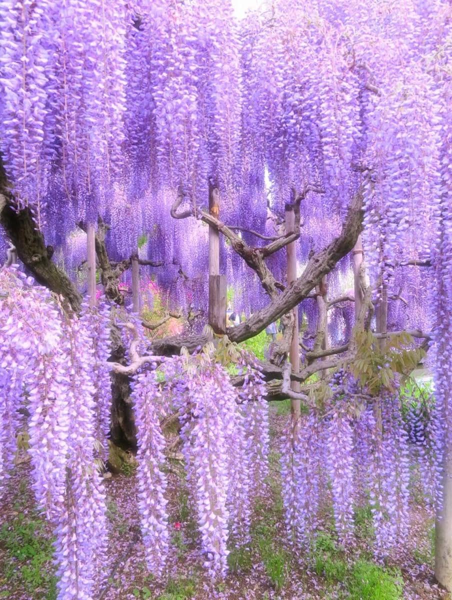 bunga wisteria di Ashikaga Flower Park 