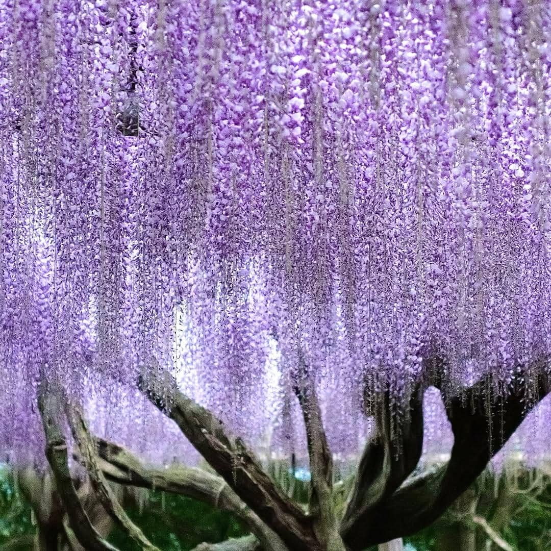 Kawachi Fujien WIsteria Garden 
