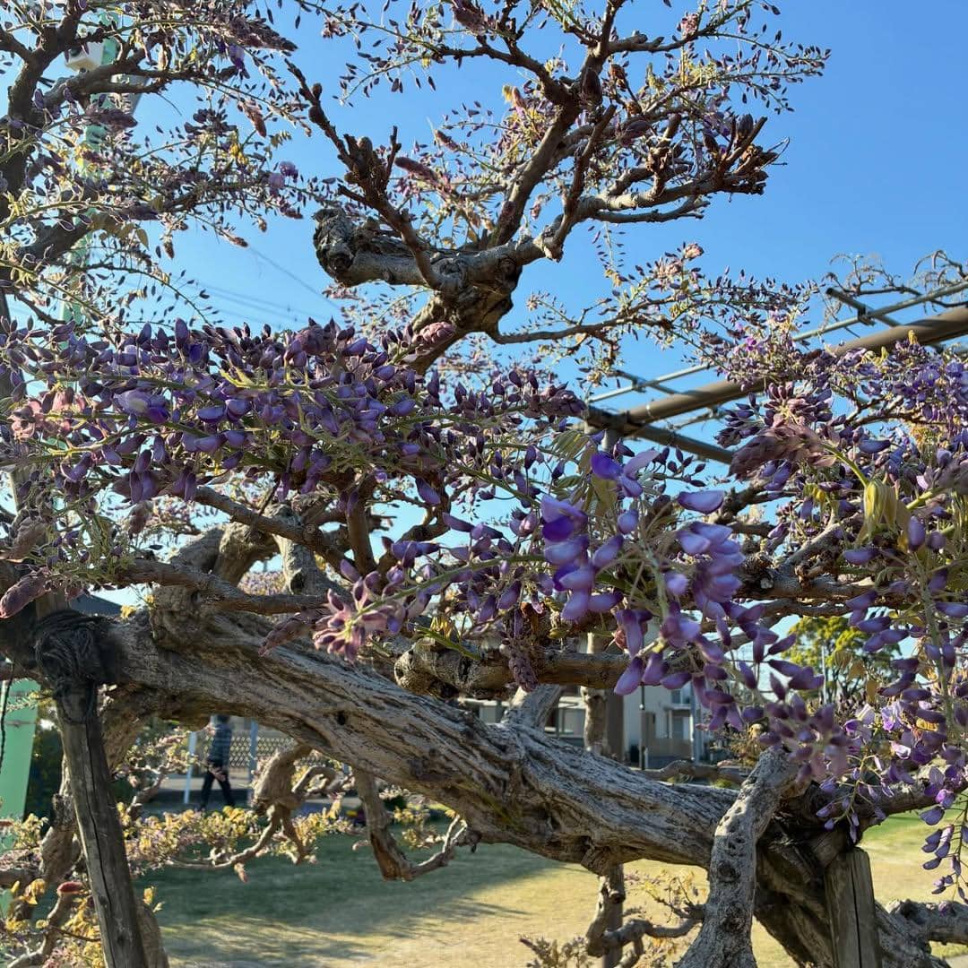 bunga wisteria mulai mekar di Tennogawa Park