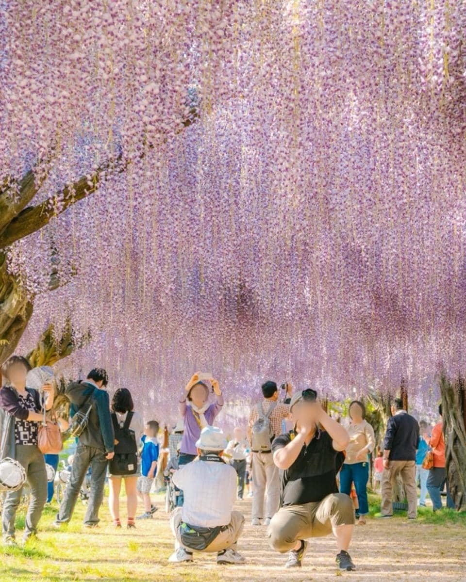 Wake Town Wisteria Park 