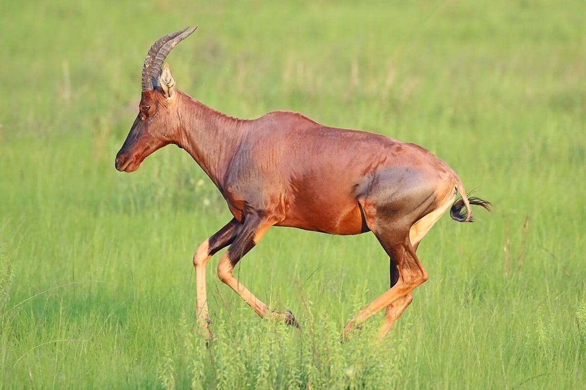 tsessebe