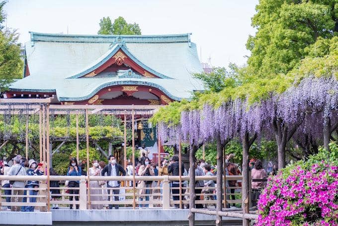 panorama wisteria di Kameido Tenjin Shrine 