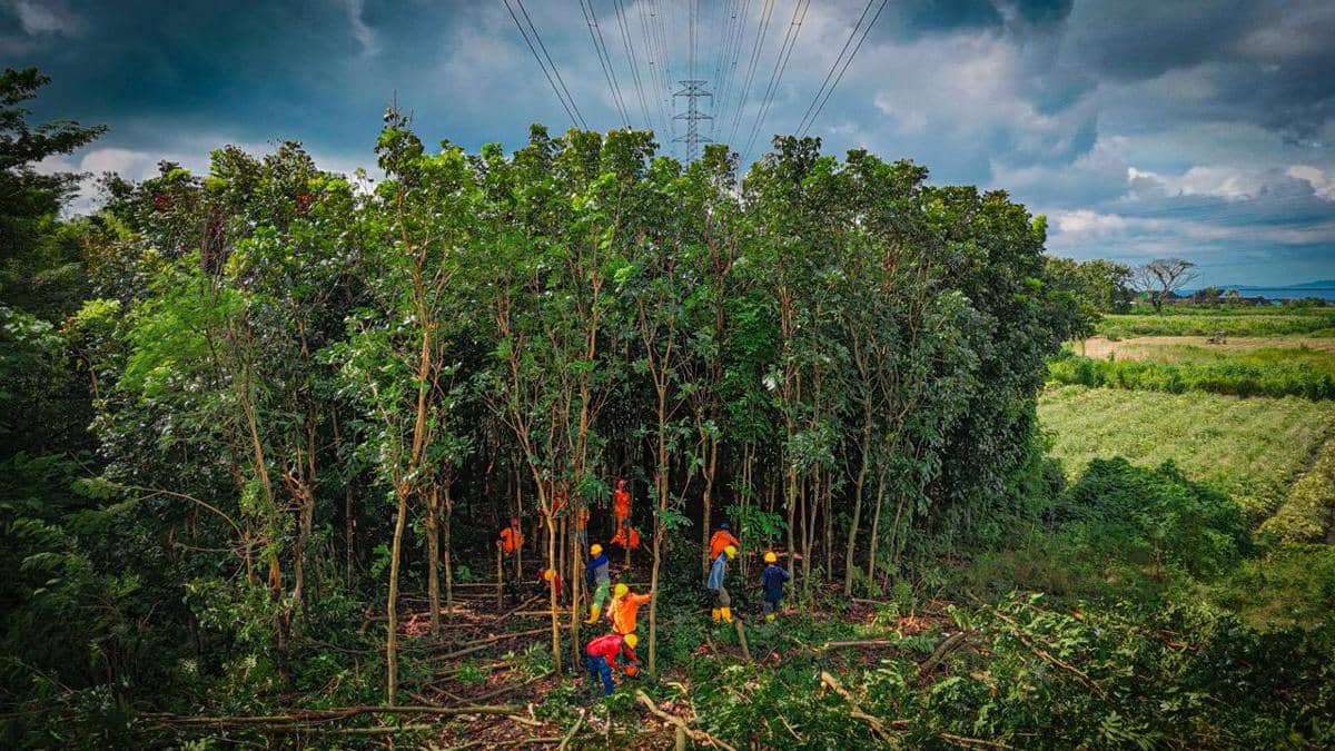 PLN Tertibkan Vegetasi Antisipasi Potensi Gangguan Listrik di Jateng