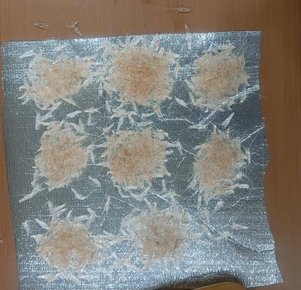 Barang bukti upaya penyelundupan benih lobster di Terminal 1C Bandara Soetta