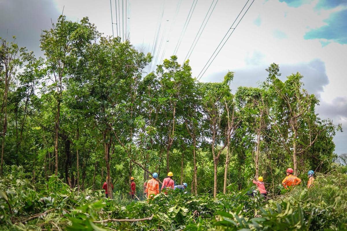 pln uit jbt, pln transmisi, penertiban vegetasi