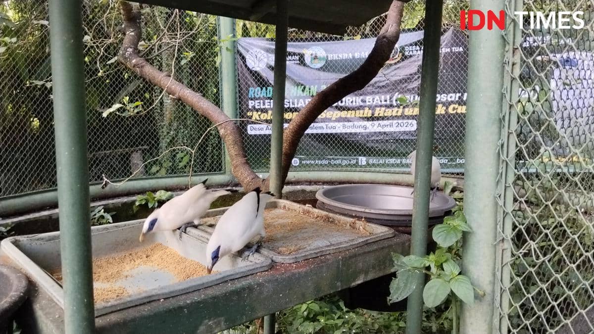 6 Pasang Curik Bali Dilepasliarkan di Desa Bongkasa Pertiwi