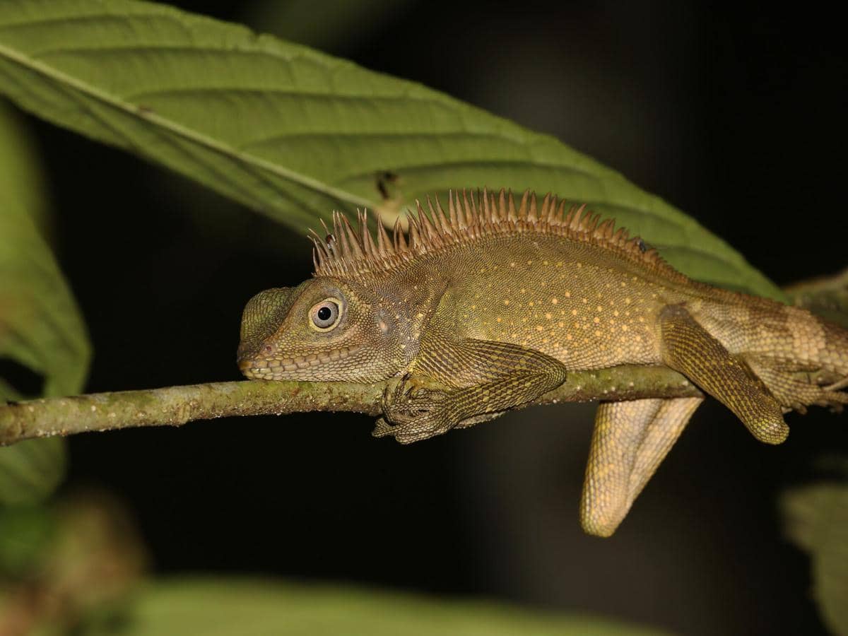 Bell's Forest Dragon