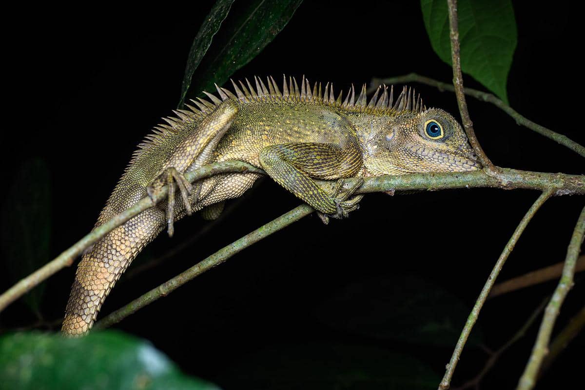 Bell's Forest Dragon