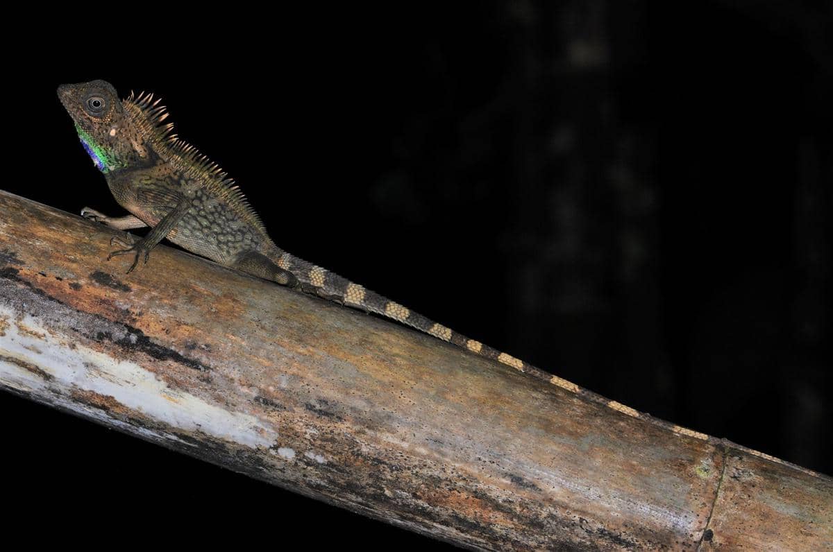 Bell's Forest Dragon