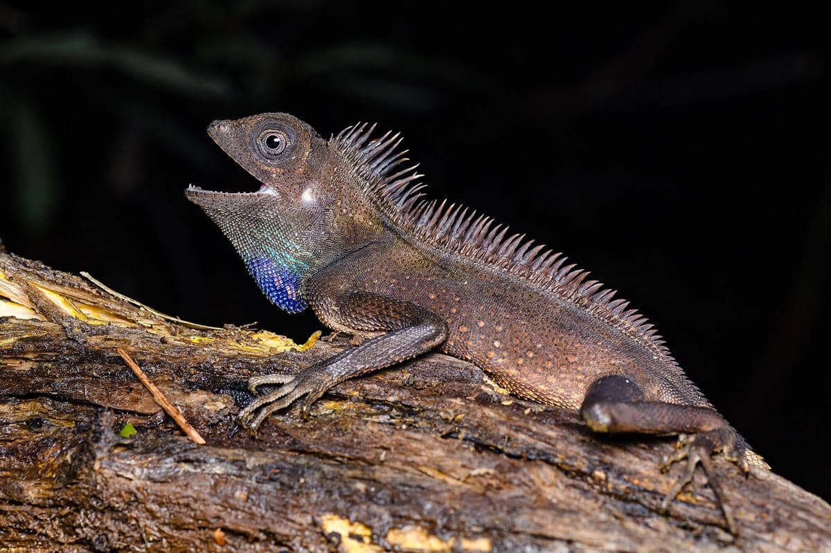 5 Fakta Bell's Forest Dragon, Kadal Unik dengan Kantong Leher Berwarna Biru Cerah