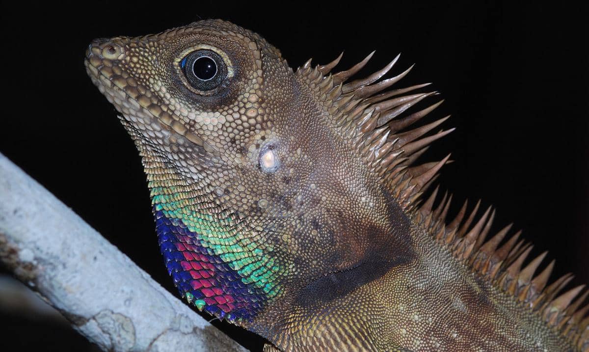 Bell's Forest Dragon