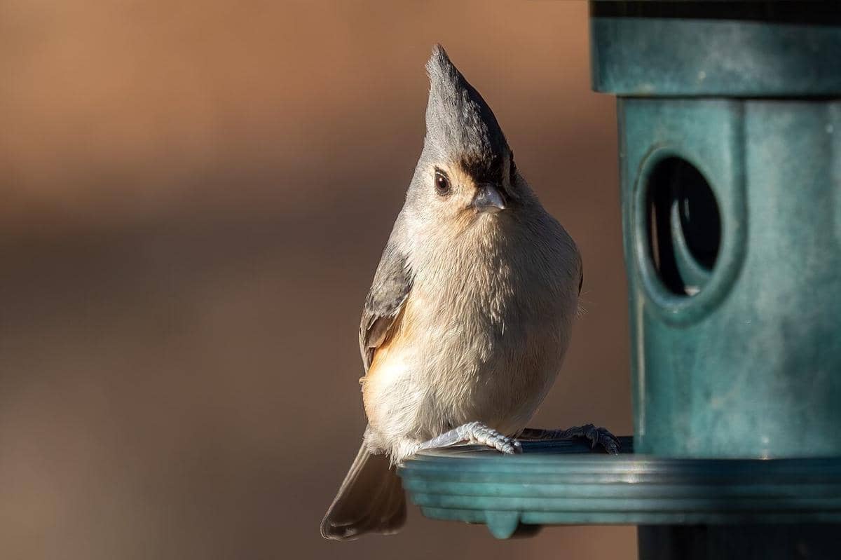 Tufted Titmouse