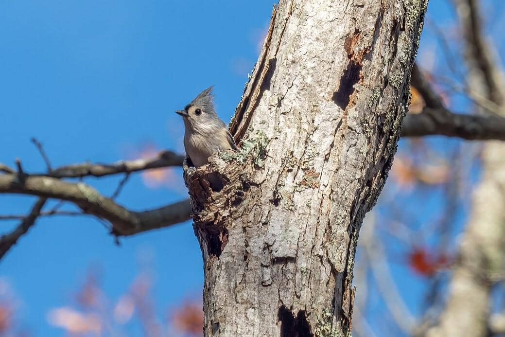 Tufted Titmouse