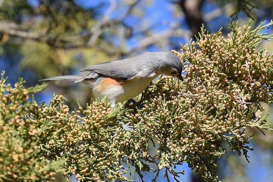 Tufted Titmouse