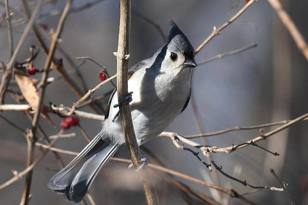 Tufted Titmouse