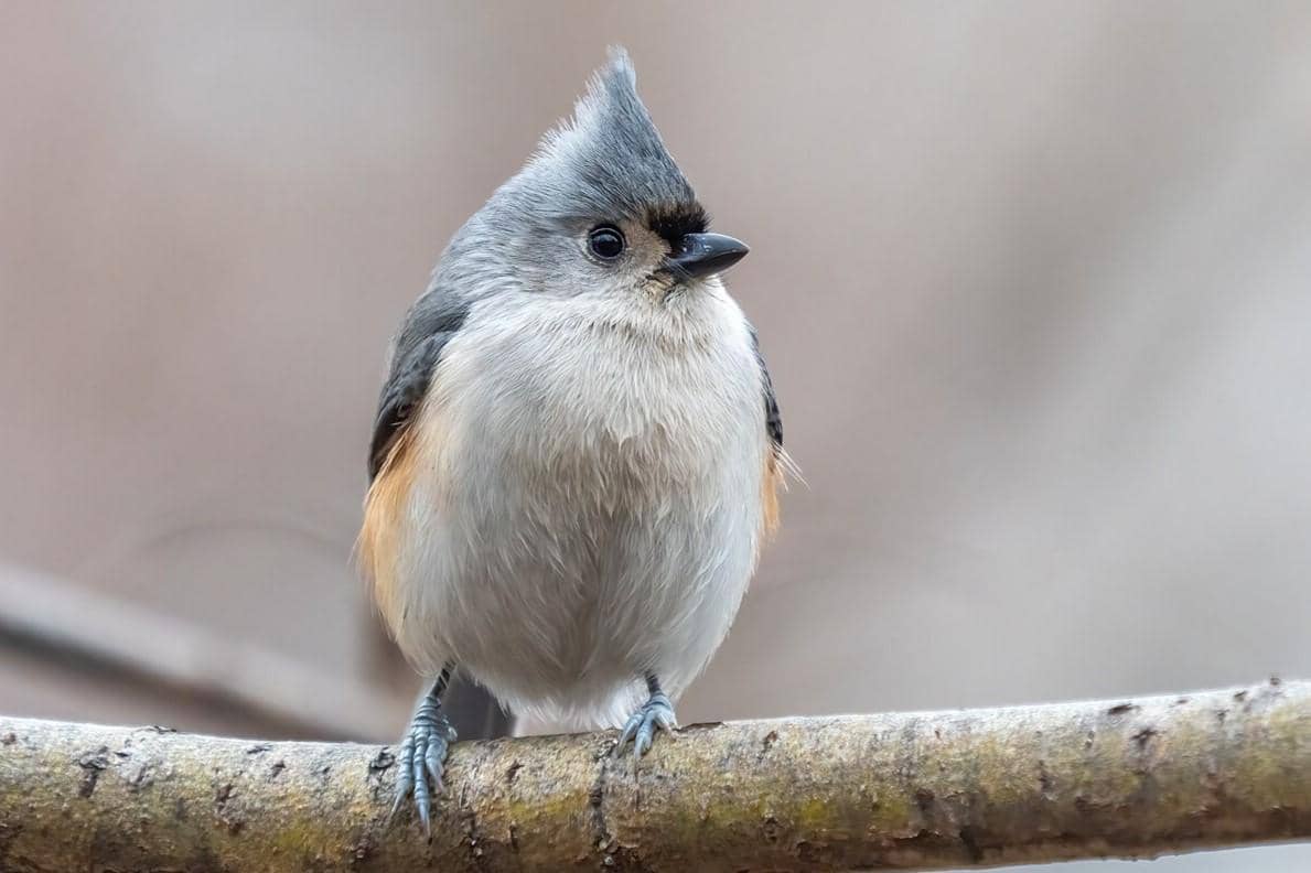 5 Fakta Tufted Titmouse, Burung Cerdas yang Hafal Ratusan Tempat Makan
