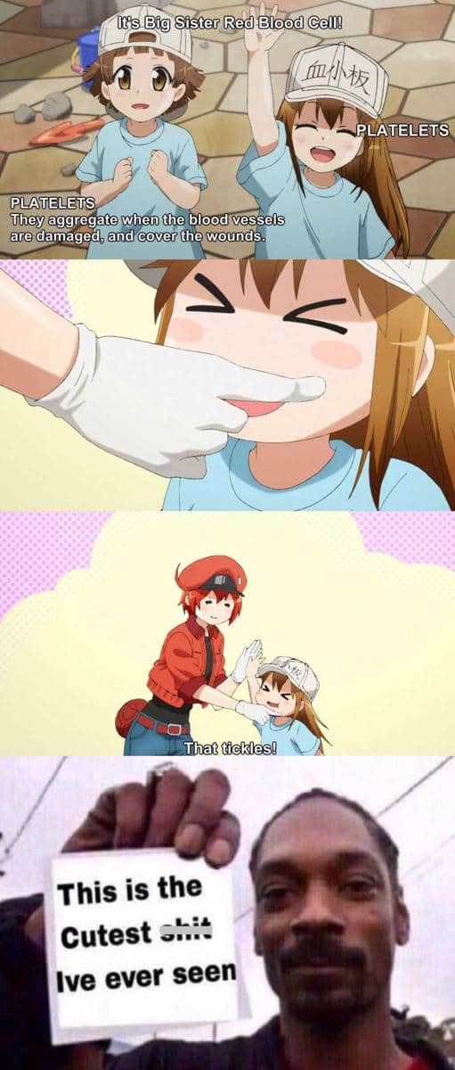 meme anime tentang pipi